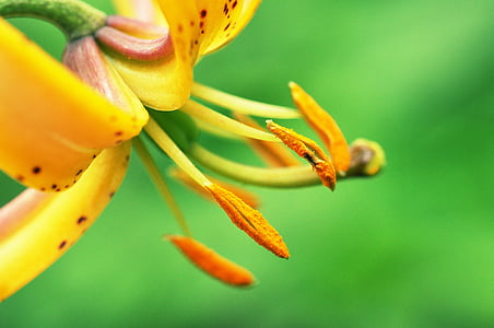 macro photography of yellow tiger lily flower thumbnail