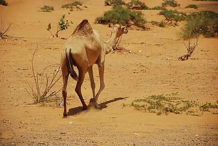 camel walking on brown sand thumbnail