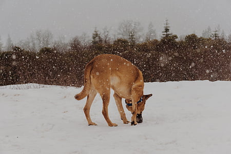 adult mahogany Belgian malinois walking on snowfield near plant at daytime thumbnail