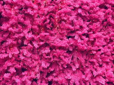 pink flowers thumbnail