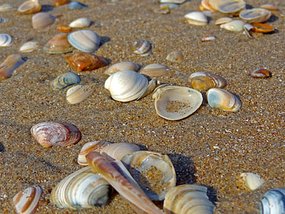 assorted-color sea shells in brown sand thumbnail