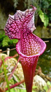 Red pitcher plants growing from a bog in a greenhouse. thumbnail