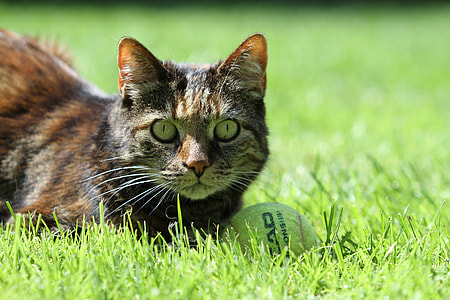 brown and black cat lying on green grass near white tennis ball thumbnail