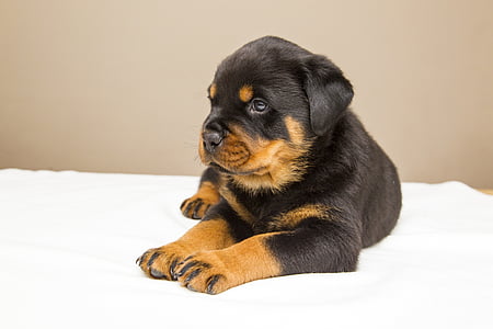 black and brown Rottweiler puppy thumbnail