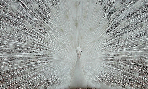 white peacock thumbnail