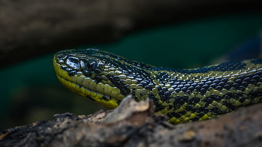 Green and Black Python thumbnail