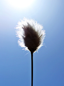 silhouette photo of weather dandelion thumbnail