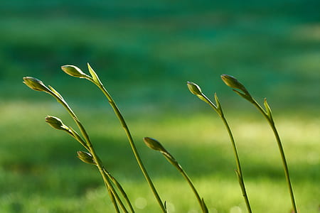 depth of field photography of grass thumbnail