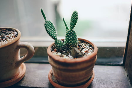 green cactus plant in brown clay pot thumbnail