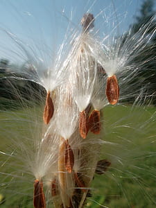 white grass close-up photo thumbnail