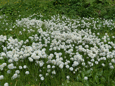 Scheuchzers Cottongrass thumbnail