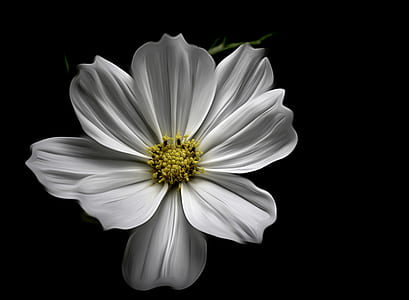 selective focus photography of white cosmos flower thumbnail