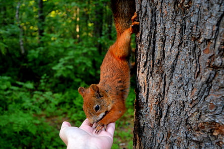 squirrel eating on person's hand thumbnail