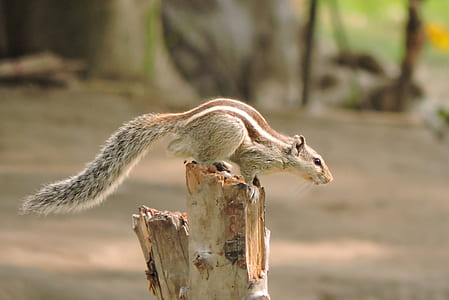 closeup photo of gray squirrel thumbnail