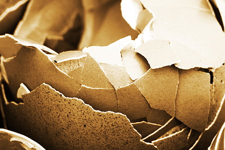 organic egg shells thumbnail
