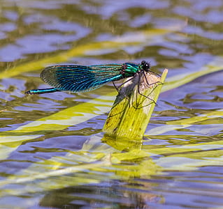 teal dragonfly on green leaf thumbnail