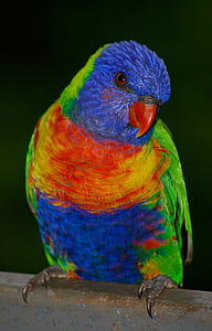 blue, green, and orange bird thumbnail