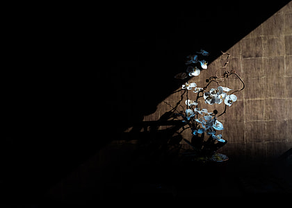 silhouette, white Moth, Orchids, orchid thumbnail