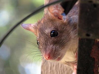 selective focus of brown mouse thumbnail