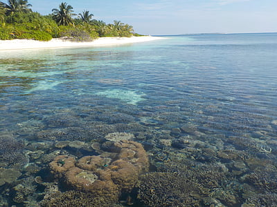 corals underwater thumbnail