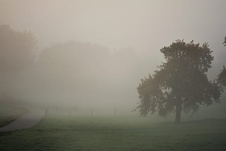 trees during fog thumbnail