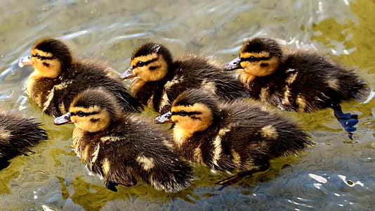flock of brown ducklings thumbnail
