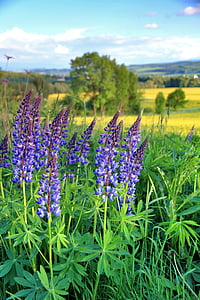 bed of purple petaled flowers thumbnail