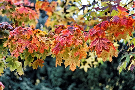 Autumn colours in the wood thumbnail