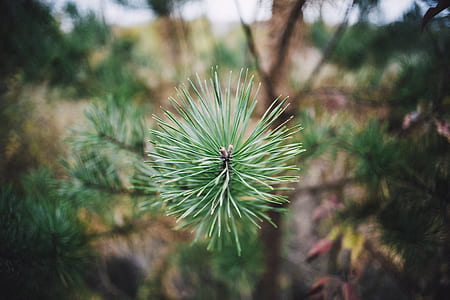 green plant thumbnail
