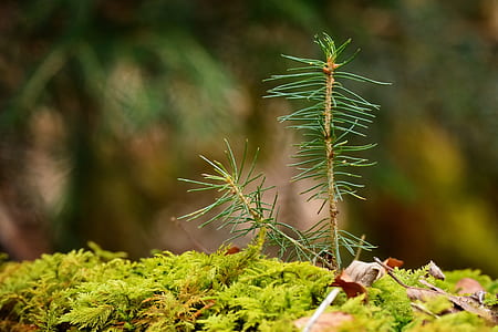 close-up photo of black leaf plant thumbnail
