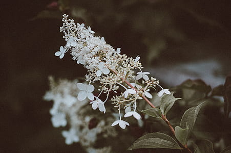 shallow focus photography of white flowers thumbnail