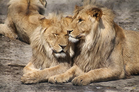 two lion laying on ground thumbnail