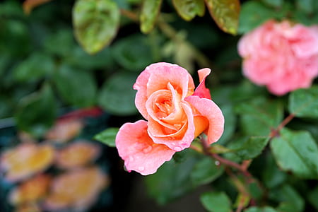 selective focus photography of pink rose thumbnail