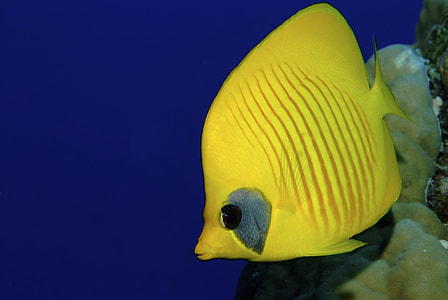 yellow tang fish thumbnail