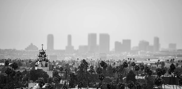grayscale photo of trees thumbnail