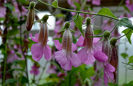 Rehmannia Elata, High China Thimble thumbnail