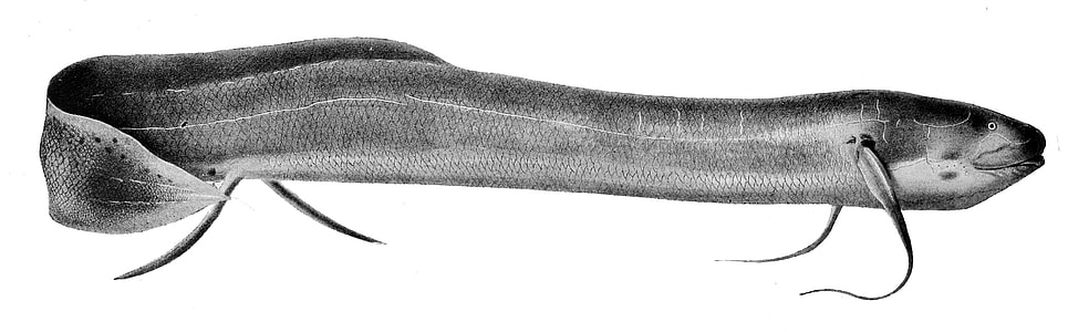 Spotted African Lungfish - Protopterus dolloi thumbnail