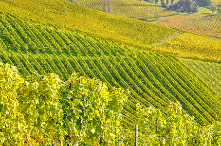 green leafed vine yard thumbnail