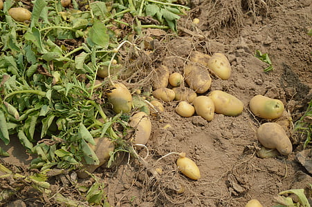 brown potatoes on ground thumbnail