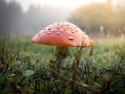 close up photography of red mushroom thumbnail