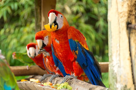 closeup photography of three orange, blue and yellow macaws perching on twig thumbnail