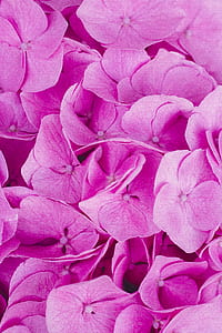 purple flower wallpaper thumbnail