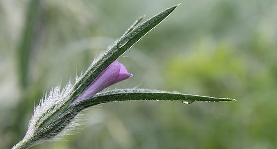 macro photography of petaled flower with water dew thumbnail