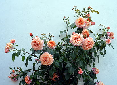 pink rose plant thumbnail