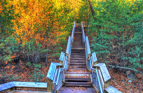 brown stair surrounded by trees thumbnail