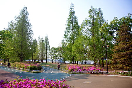 pathway surrounded with trees thumbnail