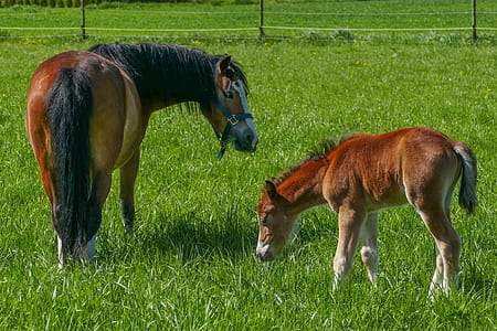two brown horses on grassy pavement thumbnail