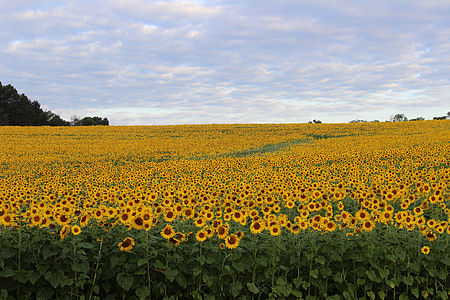 yellow sunflower field under white cloudy sky at daytime thumbnail