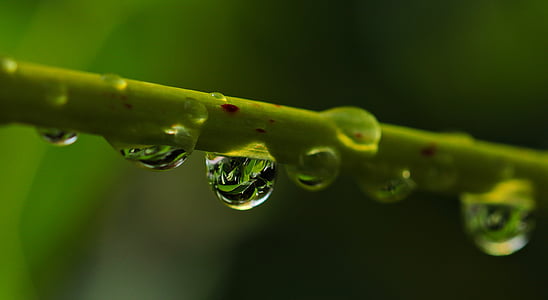macro photography of water dew thumbnail
