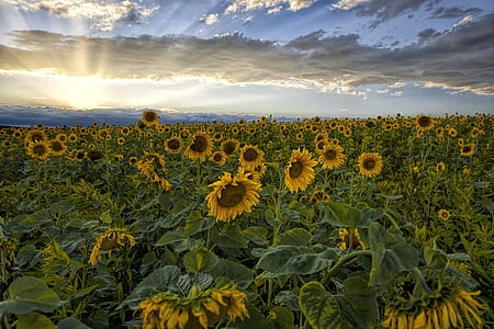 sunflower field during daytime thumbnail